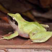 <i>Pseudophilautus zorro</i> Manamendra-Arachchi & Pethiyagoda, 2005